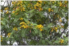 Cassia montana